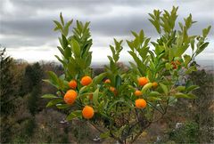 Orangen-Ernte vom Balkon ....