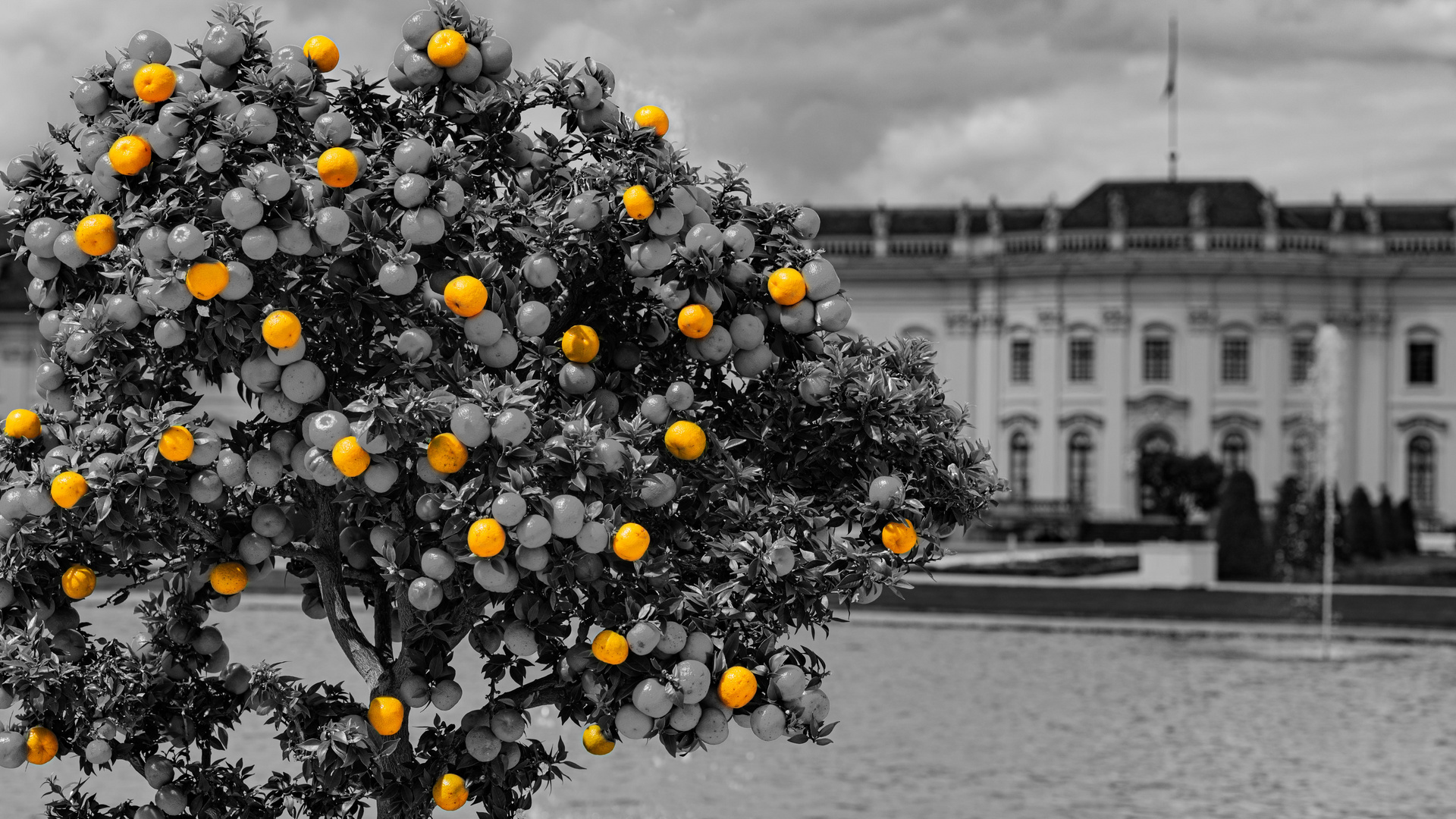 Orangen im Blühendes Barock in Ludwigsburg