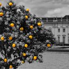 Orangen im Blühendes Barock in Ludwigsburg