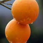 Orangen im November...