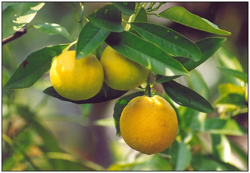 Orangen im Sonnenlicht...