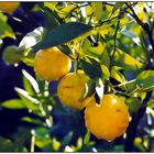 Orangen im Sonnenlicht mit Wassertropfen