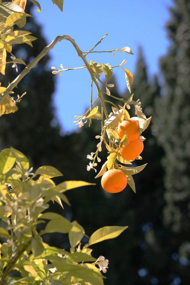 Orangen in Andalusien