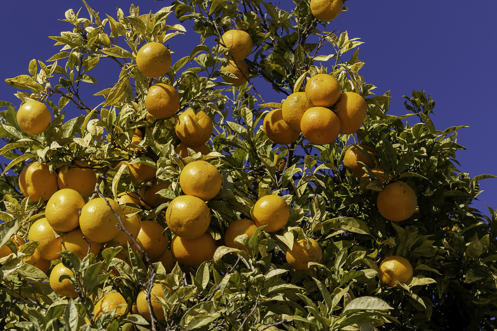 Orangen in der Stadt