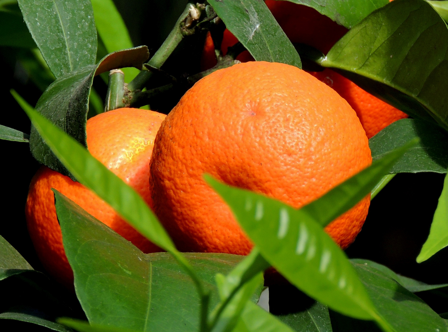 Orangen in der Wilhelma