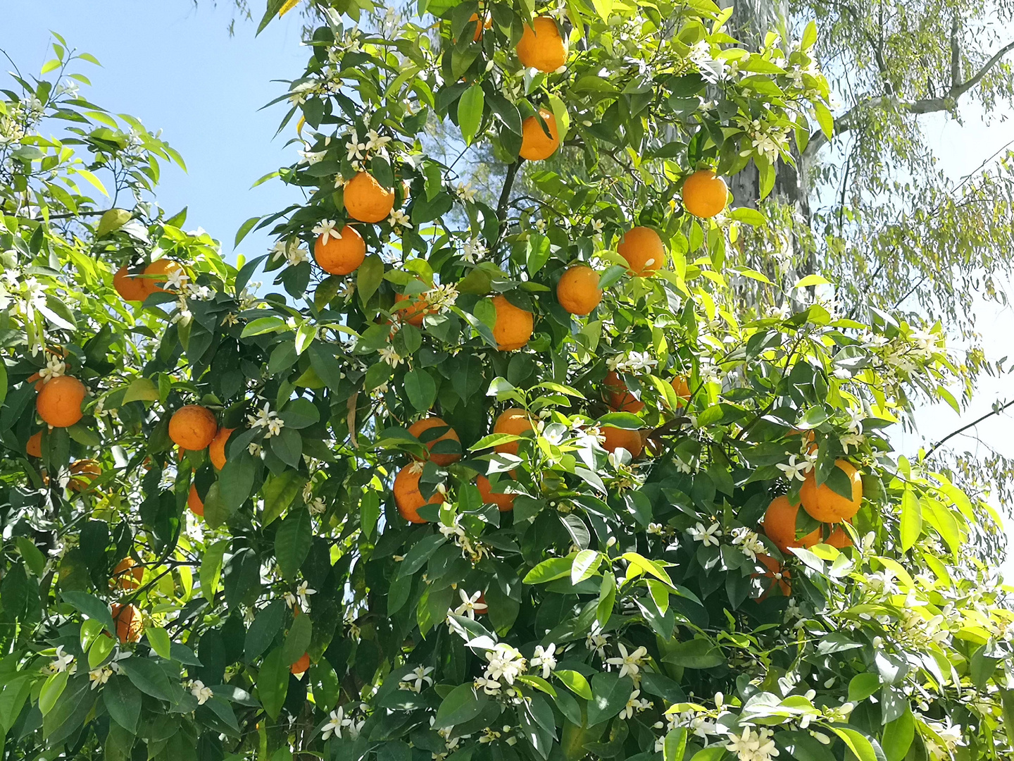 Orangen in Frühling