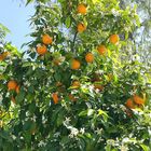 Orangen in Frühling
