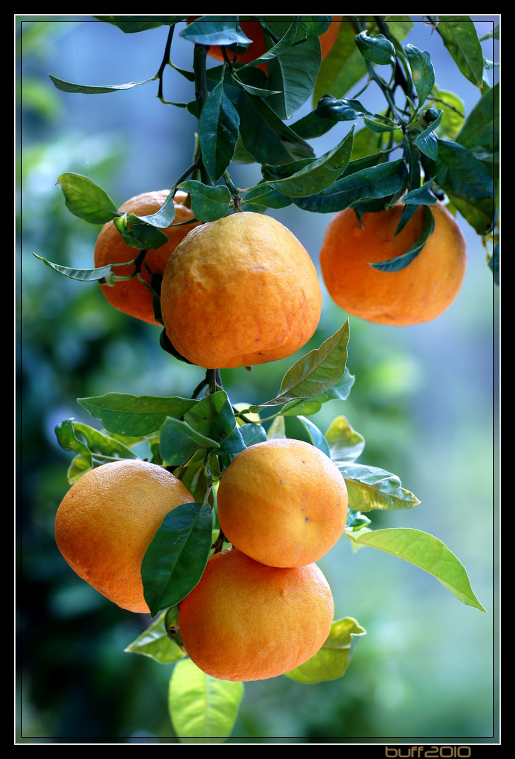 Orangen in Mallorca