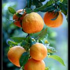 Orangen in Mallorca
