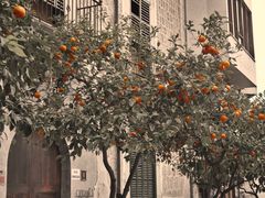 Orangen in Sepia