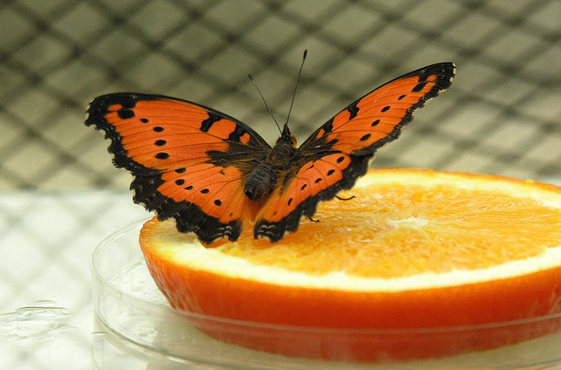 Orangen-Schmetterling