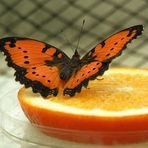 Orangen-Schmetterling