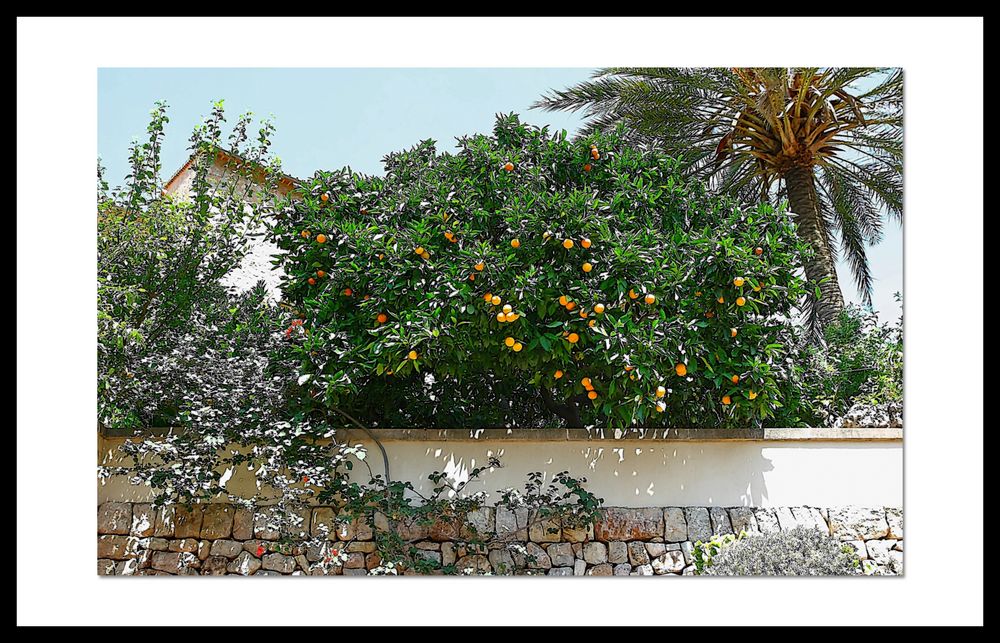 Orangenbäumchen auf Mallorca