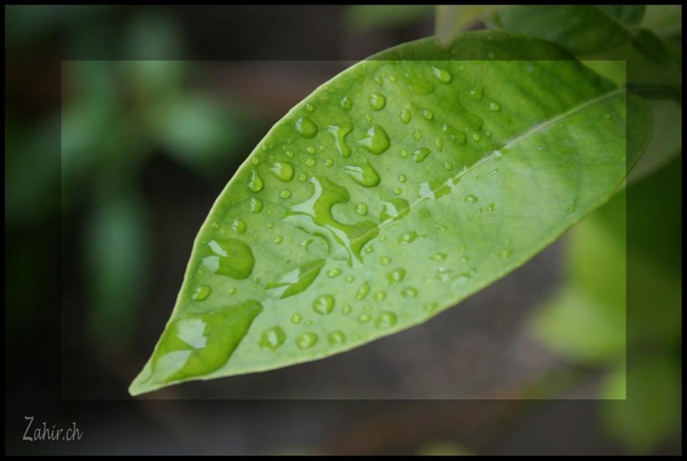 Orangenbäumchenblatt im Regen