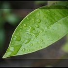 Orangenbäumchenblatt im Regen