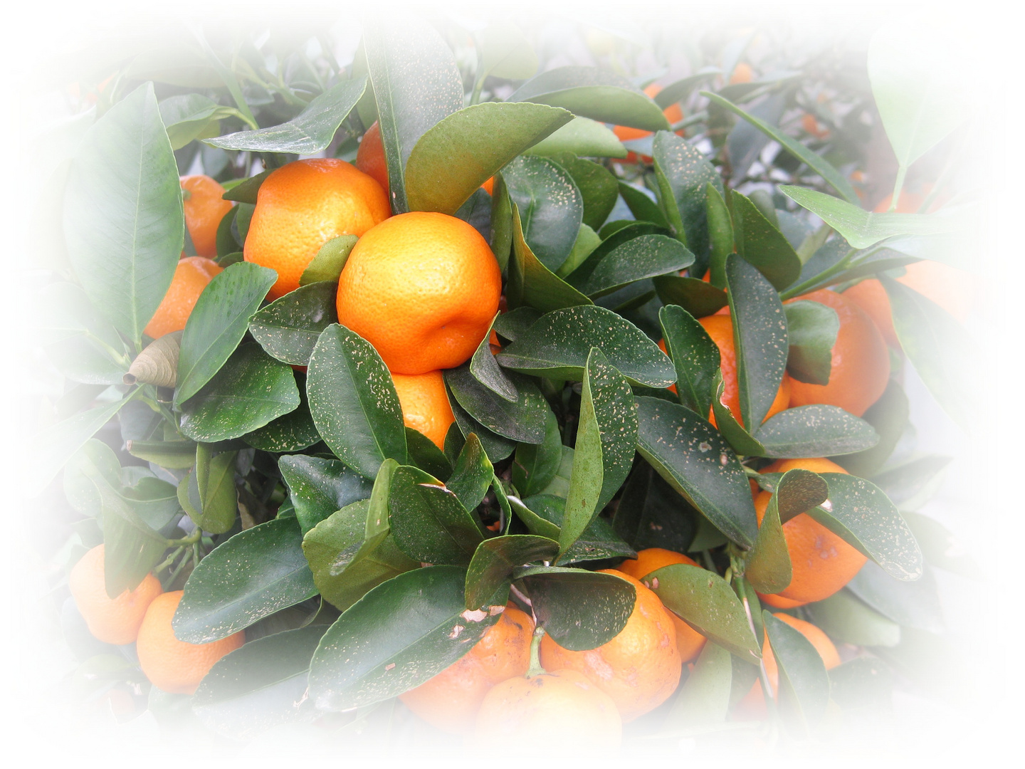 Orangenbaum