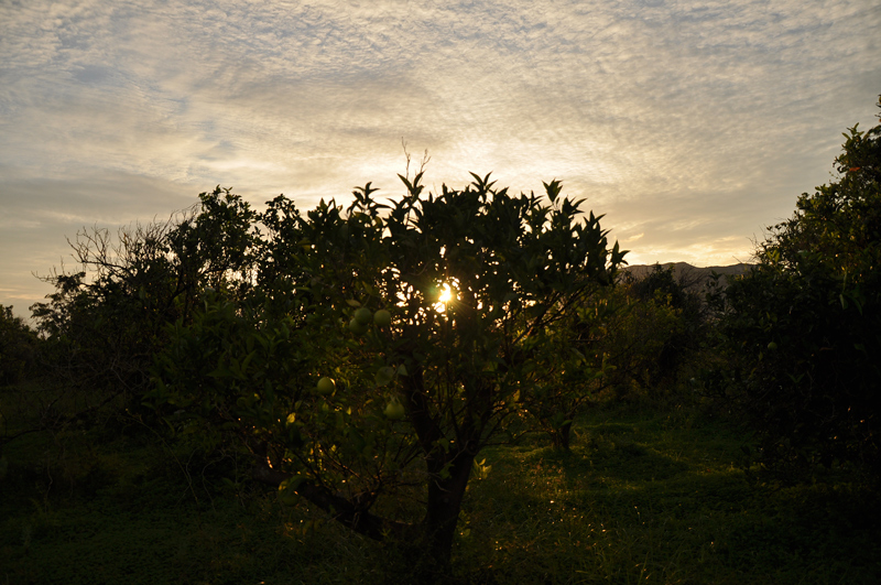 Orangenbaum bei Sonnenaufgang