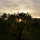 Orangenbaum bei Sonnenaufgang