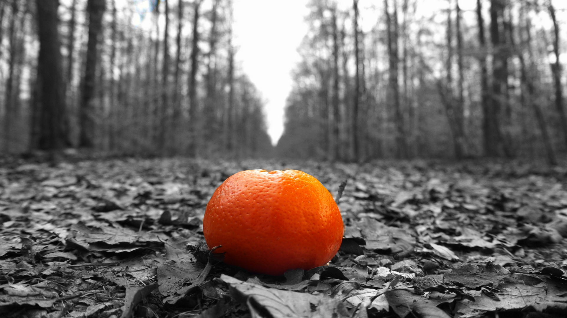 orangenbaum