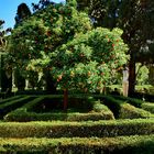 Orangenbaum im Garten