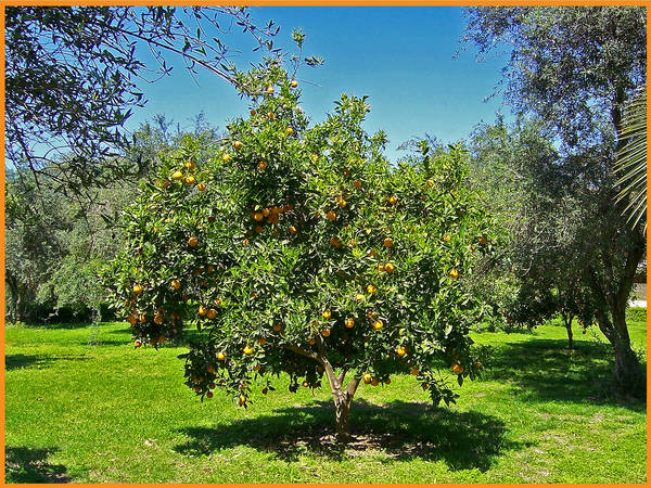 Orangenbaum in der Türkei