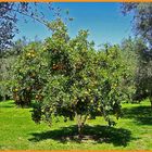 Orangenbaum in der Türkei