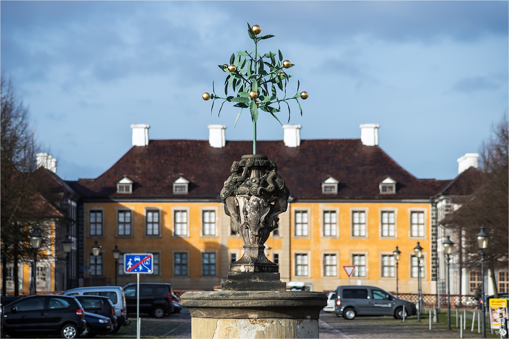 Orangenbaum in Oranienbaum