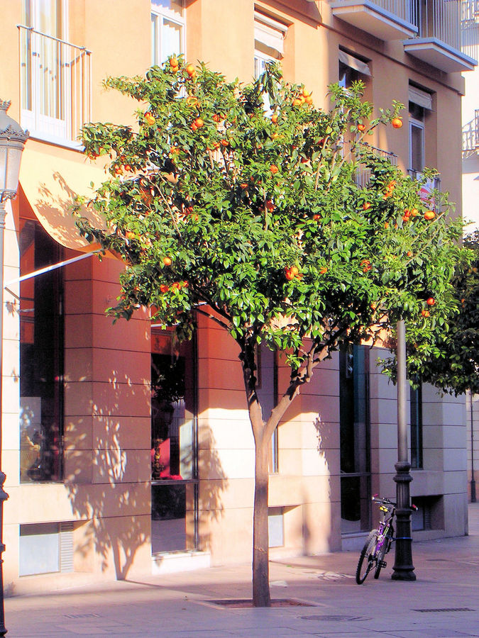 Orangenbaum in Valencia