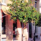 Orangenbaum in Valencia