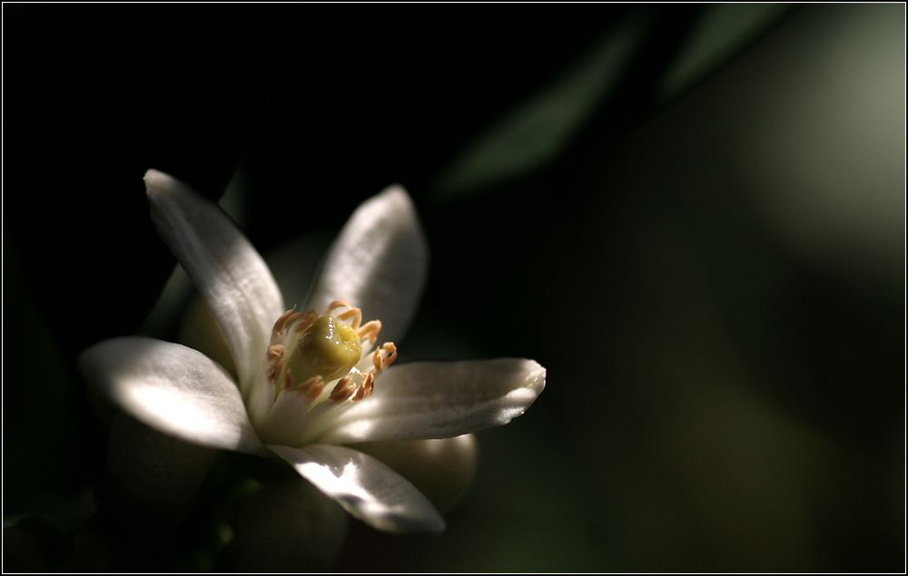 - Orangenbaumblüte -