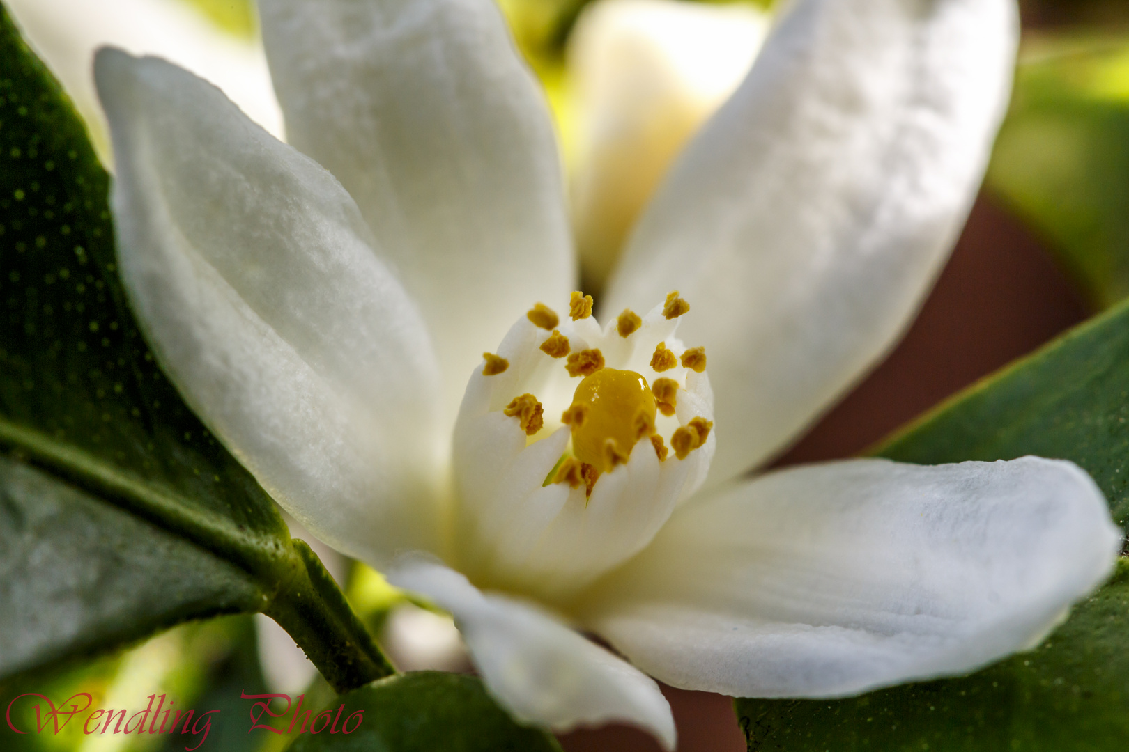 Orangenbaumblüte