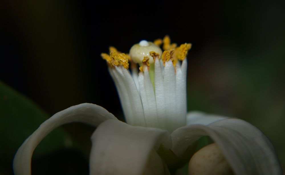 ***Orangenblüte***