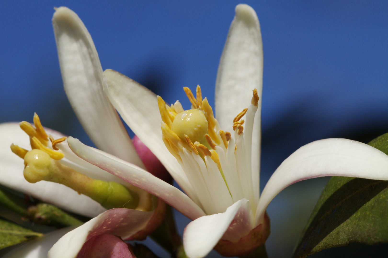 Orangenblüte