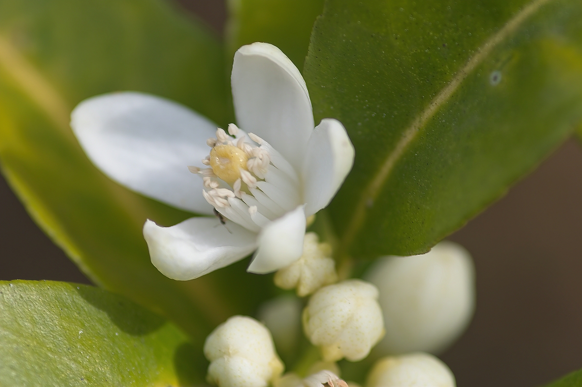 Orangenblüte