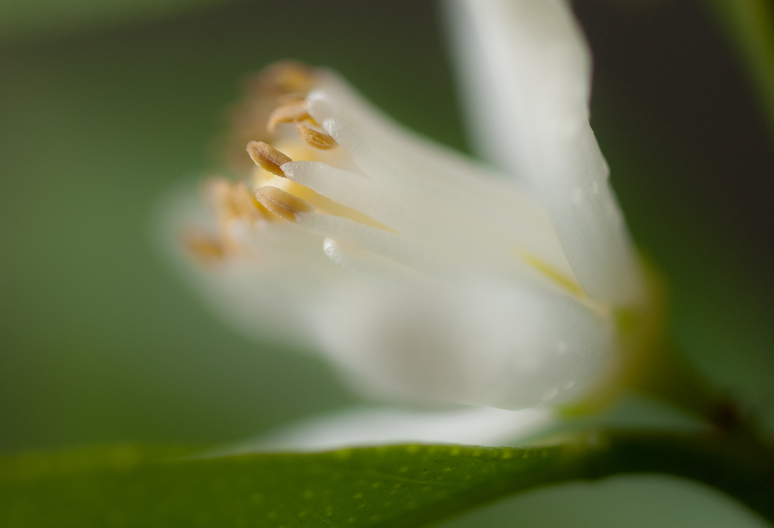 Orangenblüte