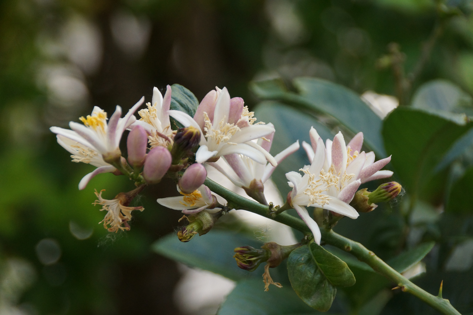 Orangenblüte