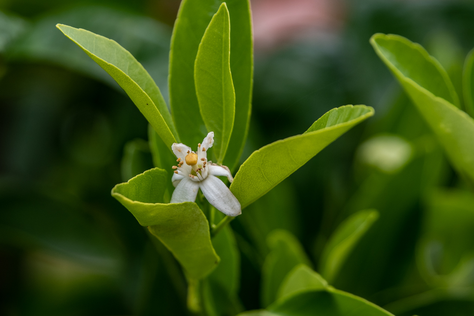 Orangenblüte