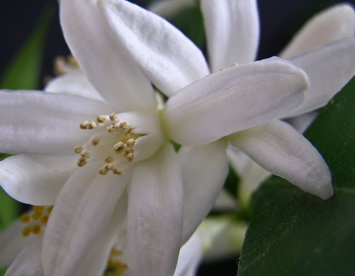 Orangenblüte in dieser Jahreszeit