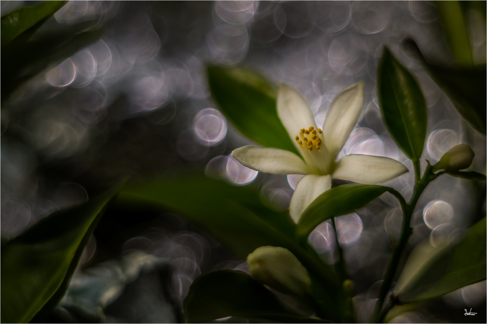 Orangenblüten Foto &amp; Bild | techniken, aufnahme-techniken, natur ...