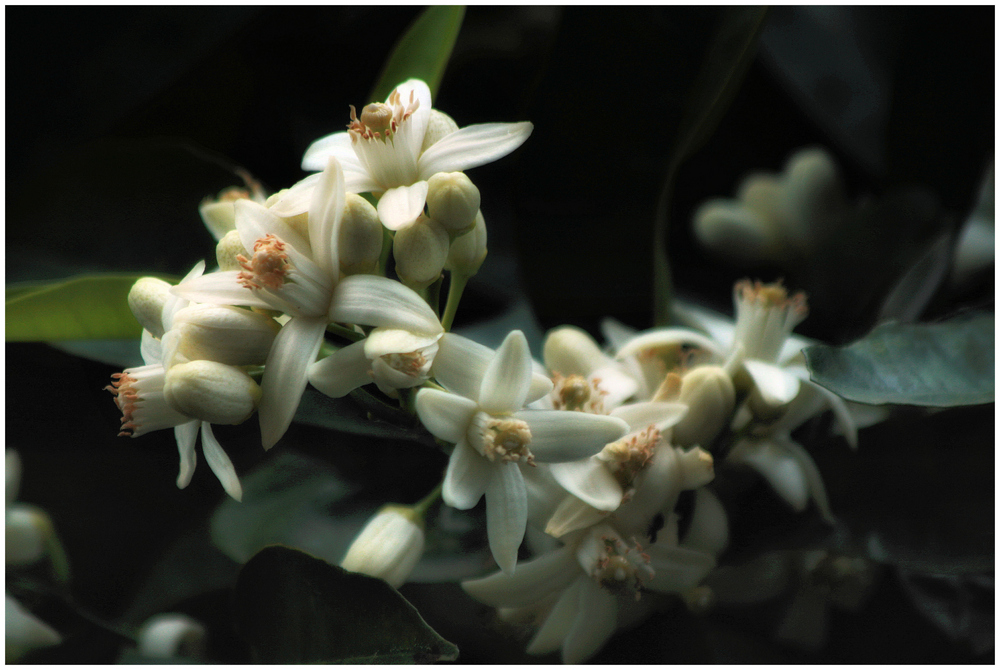 Orangenblüten