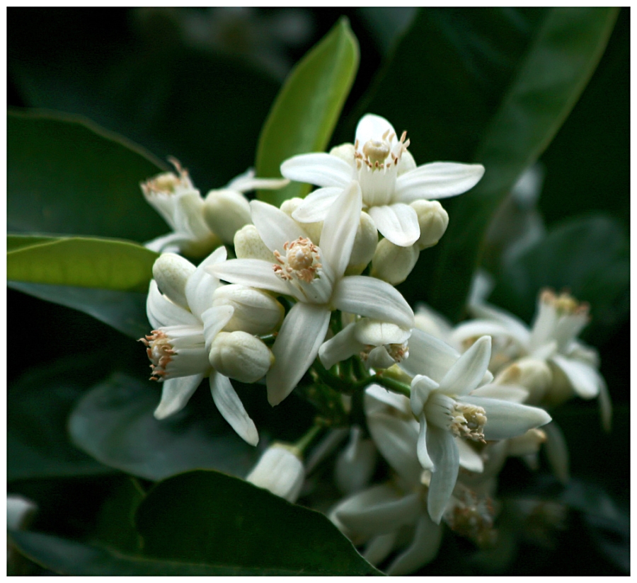 Orangenblüten