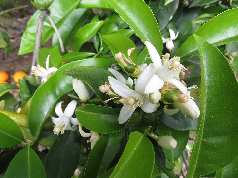 Orangenblüten