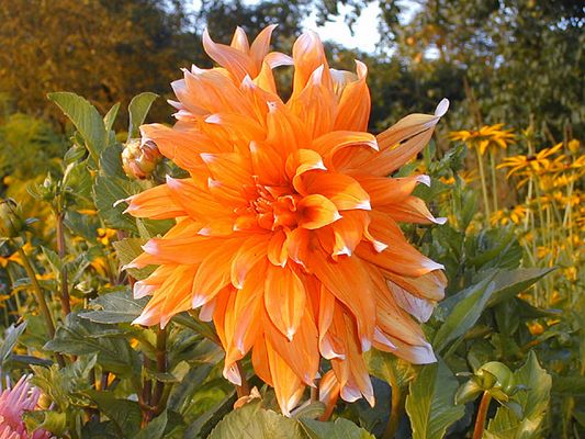 Orangenblume? (Dahlie)