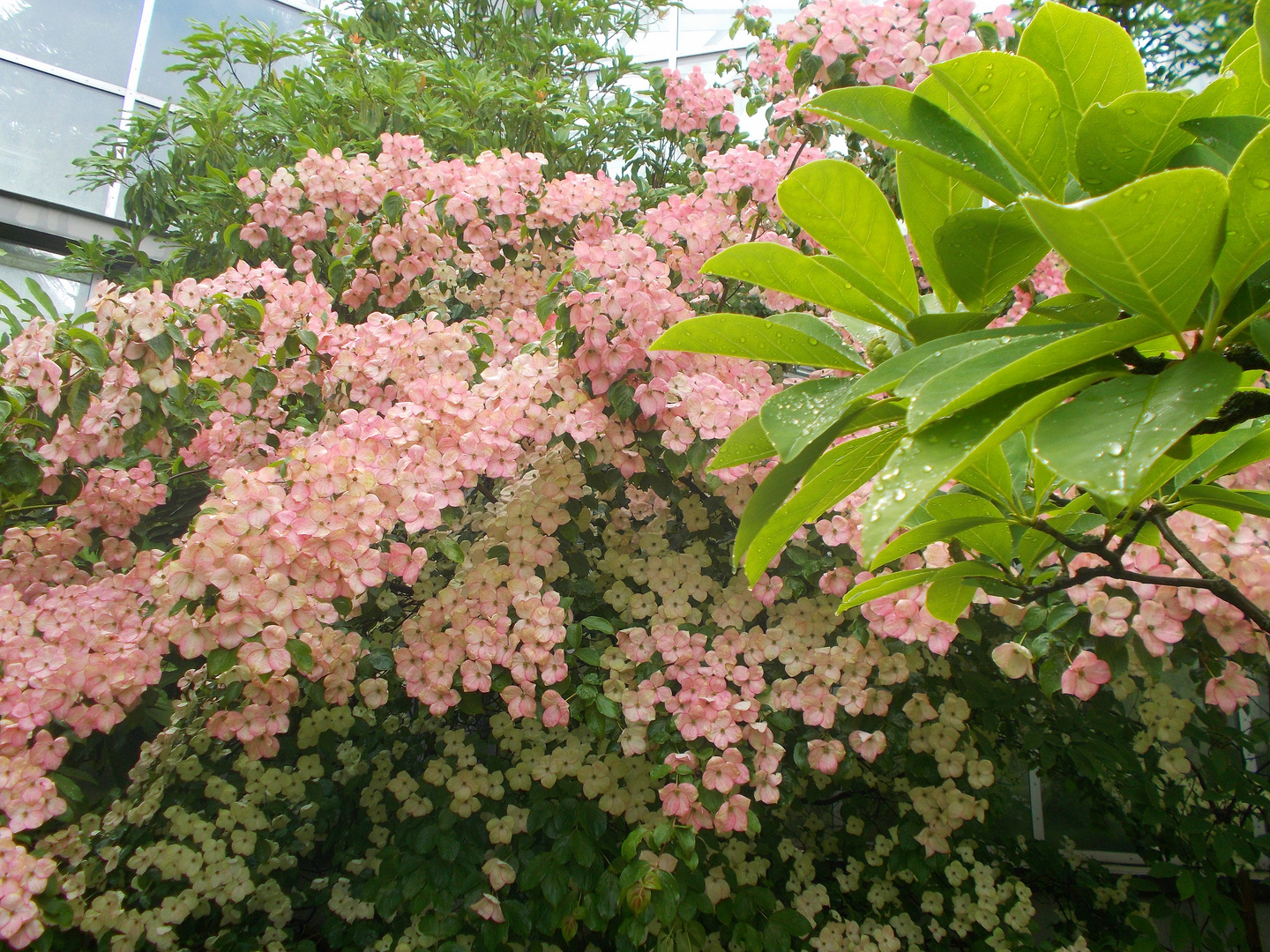 Orangenblumen......