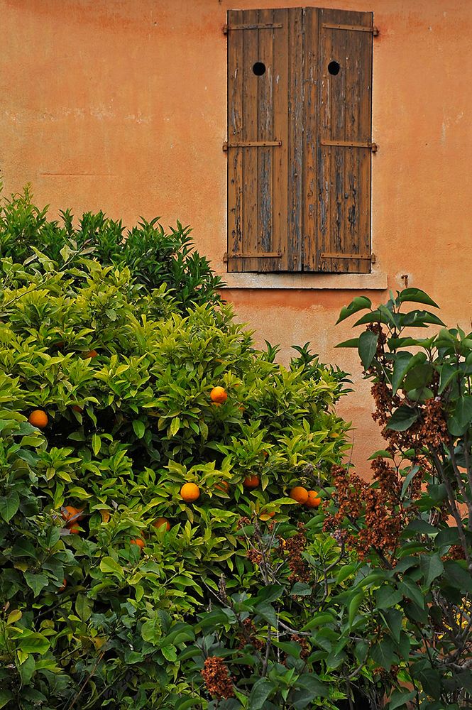 Orangenbusch in Bormes / Oranger á Bormes