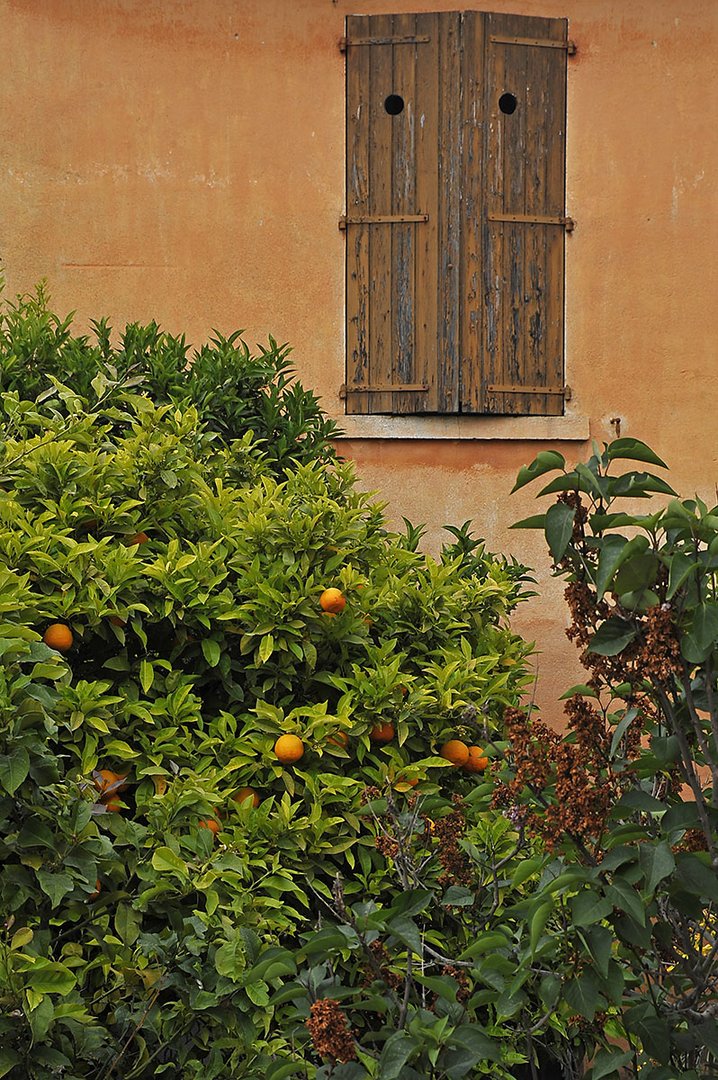 Orangenbusch in Bormes / Oranger á Bormes