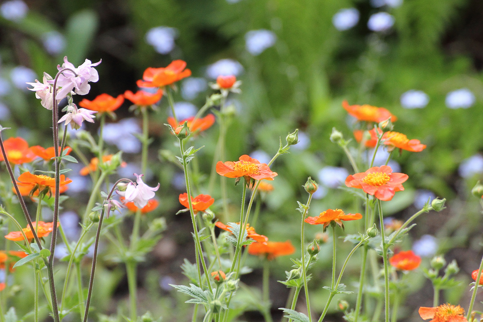 ..orangene Blümchen.