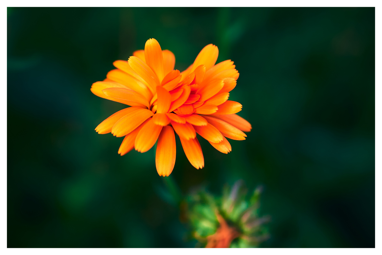 Orangene Blüte