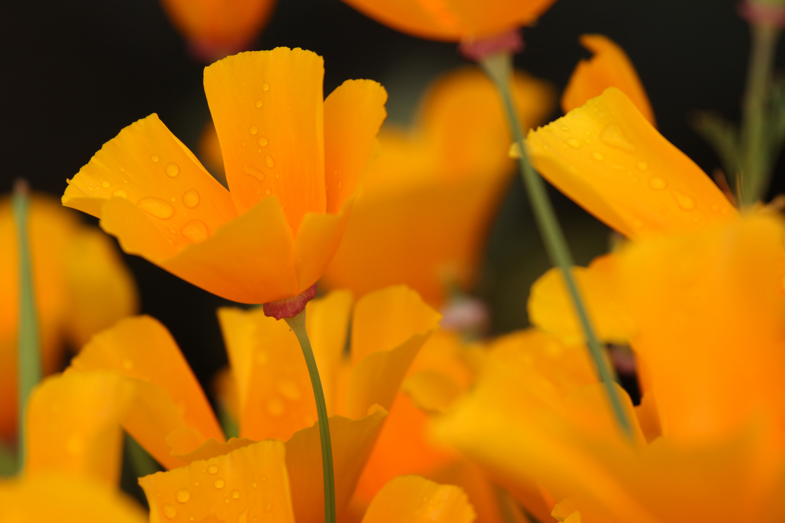 Orangene Blüte mit Regentropfen