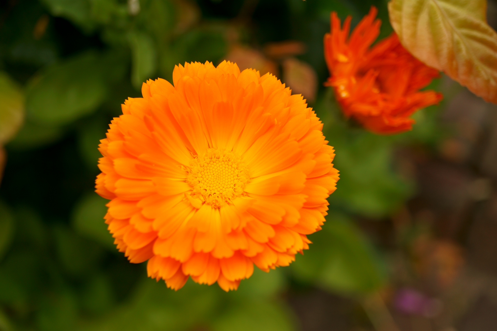 Orangene Blume